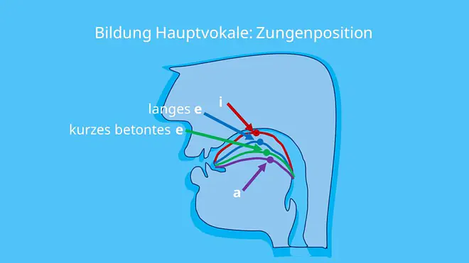 Vokale, geschlossene Vokale, offene Vokale, stimmhaft, lange Vokale, kurze Vokale, was sind vokale, vokal, vokale beispiele, selbstlaut, selbstlaute, was ist ein vokal, zunge, artikulation, phonetik, vokaltrakt, zungenposition