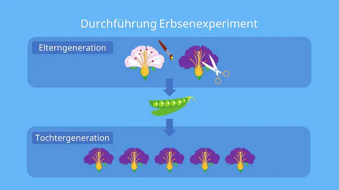 Mendel Genetik, Mendel Erbsen, mendel erbsen experiment