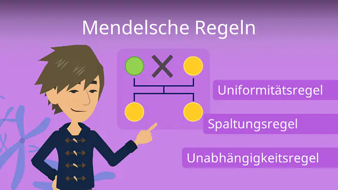 Zum Video: Mendelsche Regeln