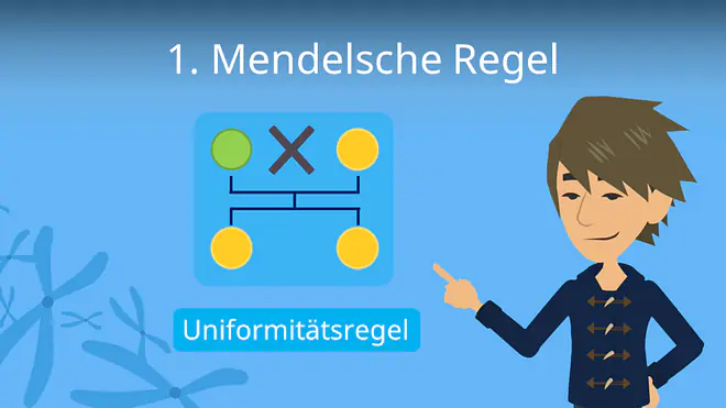 Zum Video: 1. Mendelsche Regel
