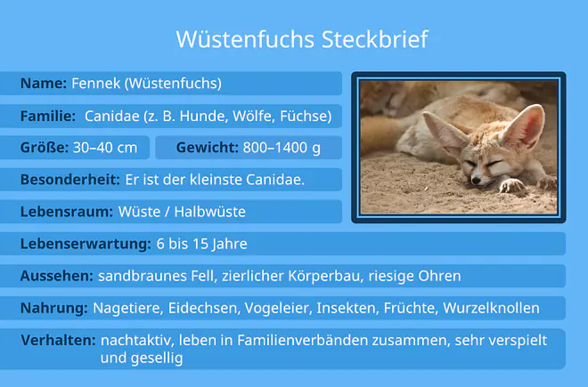tier beschreibung, tiere beschreibung, tierbeschreibung musterlösung, steckbrief tier, steckbrief aufbau, tierbeschreibung beispiel , tier beschreiben, tierbeschreibung klasse 5