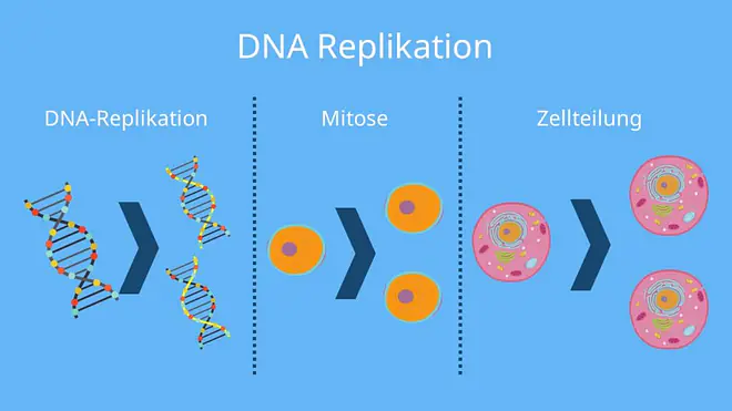 DNA Replikation