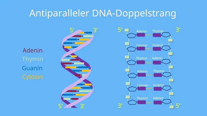 DNA Doppelhelix, Helix, DNA, komplementäre Basen, Desoxyribose, Wasserstoffbrückenbindungen, Adenin, Thymin, Guanin, Cytosin