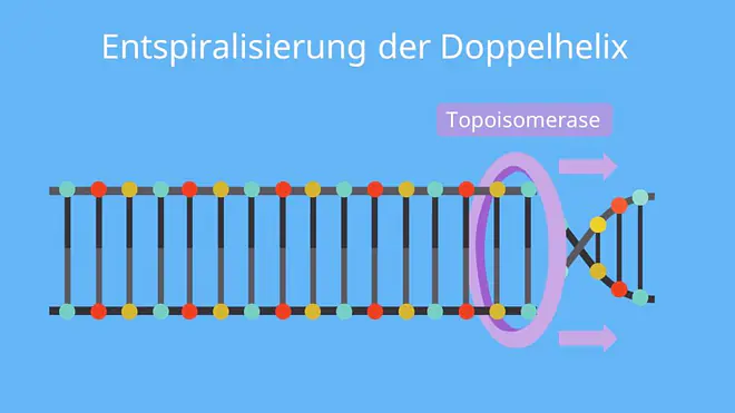 DNA Replikation, Doppelhelix, Topoisomerase