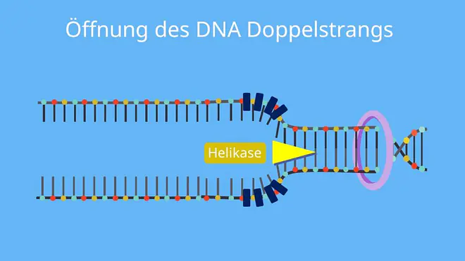 DNA Replikation, Doppelhelix, Wasserstoffbrückenbindungen, DNA Basen, Denaturierung, Replikationsgabel