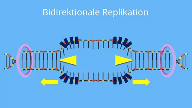 Replikationsgabel, bidirektionale Replikation, Origin, Replikationsursprung, Leitstrang, Mutterstrang, Tochterstrang