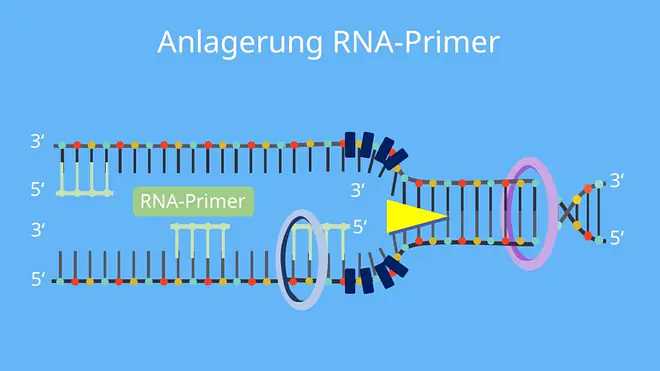 Primase, DNA replikation, Primase, Nukleotide