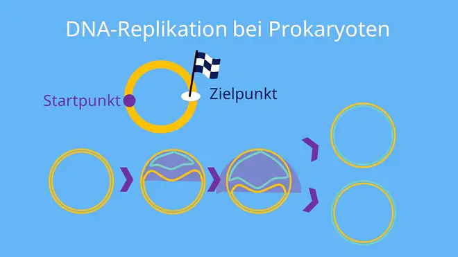 Prokaryoten, Bakterien, E.Coli, DNA Replikation, Origin, Ori, Replikationsursprung, Terminus, Topoisomerase, Polymerase