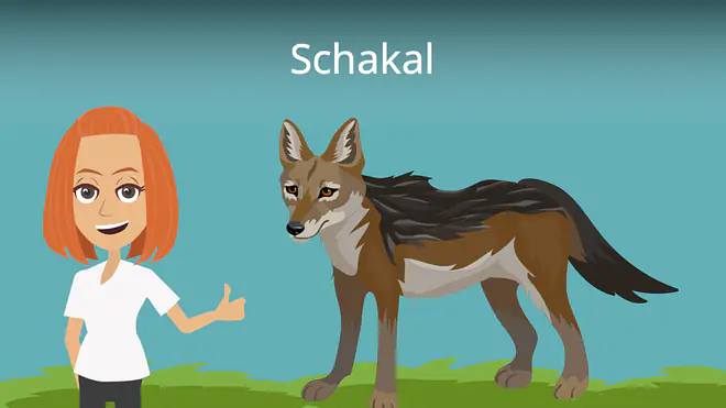 Zum Video: Schakal