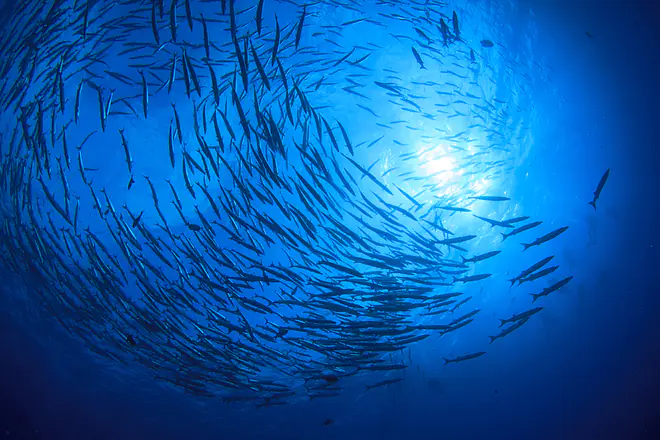 das meer, meer, meere, ozeane der welt, alle ozeane, wasser meer, meer definition, alle meere, größtes meer, über das meer, natur meer, was ist das meer, wo ist das meer