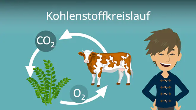 Zum Video: Kohlenstoffkreislauf