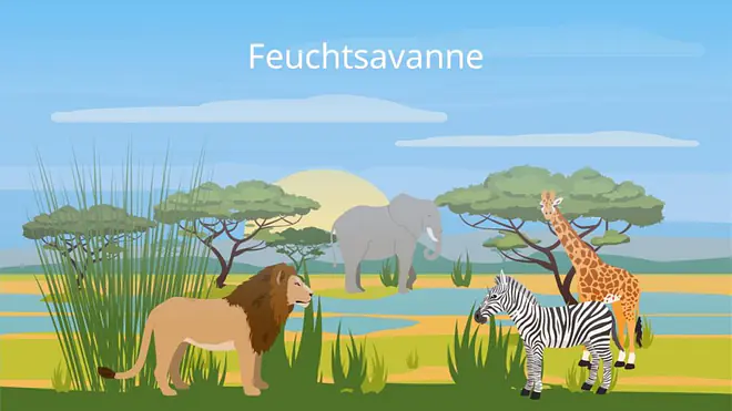 Tropen, Tropische Zone, Wechselfeuchte tropen, tropische länder, die tropen, tropische klimazone, wo liegen die tropen, was sind tropen, was sind die tropen, tropen und subtropen, tropen definition, tropenzone, tropen länder, kliamzone tropen, Savanne, Trockensavanne, Feuchtsavanne, Dornstrauchsavanne