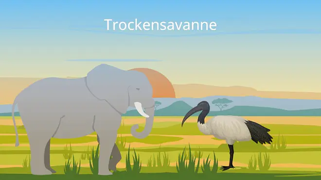Tropen, Tropische Zone, Wechselfeuchte tropen, tropische länder, die tropen, tropische klimazone, wo liegen die tropen, was sind tropen, was sind die tropen, tropen und subtropen, tropen definition, tropenzone, tropen länder, kliamzone tropen, Savanne, Trockensavanne, Feuchtsavanne, Dornstrauchsavanne