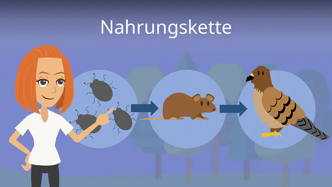Zum Video: Nahrungskette