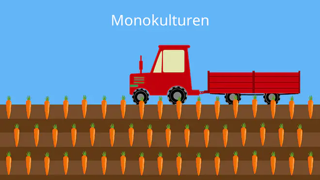 Monokultur , Monokulturen , Monokultur Definition, Was ist eine Monokultur, Monokultur Bedeutung, Was sind Monokulturen, Monokultur gegenteil, Monokultur Nachteile, Monokultur Bild