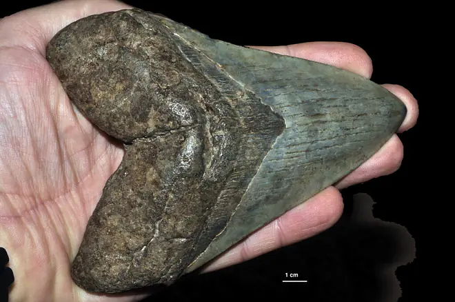 Megalodon, Megalodon Größe, Megalodon Zahn, Megalodon Film, Megalodon Hai, Megalodon Sichtungen, Riesenhai, Weißer Hai, ausgestorbener Hai entdeckt, gibts den Megalodon noch, lebt der megalodon noch, urzeit hai, megalodon gewicht, urzeithai, gibt es megadolon, wie groß war der megalodon