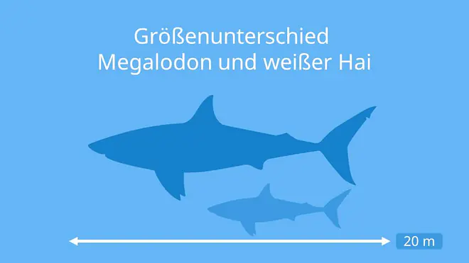 Megalodon, Megalodon Größe, Megalodon Zahn, Megalodon Film, Megalodon Hai, Megalodon Sichtungen, Riesenhai, Weißer Hai, ausgestorbener Hai entdeckt, gibts den Megalodon noch, lebt der megalodon noch, urzeit hai, megalodon gewicht, urzeithai, gibt es megadolon, wie groß war der megalodon