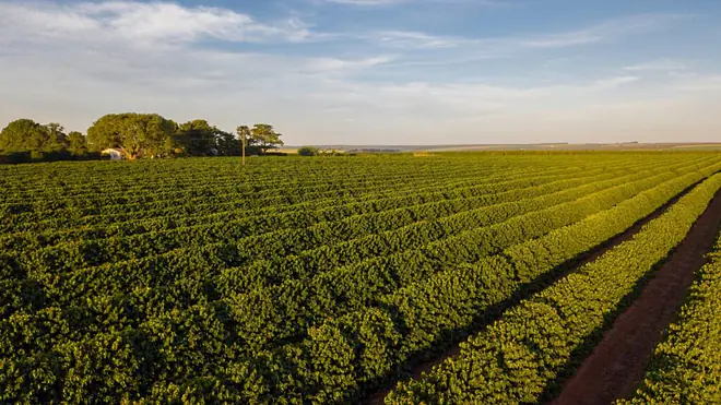 Plantagenwirtschaft, Was ist eine Plantage, Plantagenwirtschaft tropen, Plantagenwirtschaft Regenwald, Was ist Plantagenwirtschaft, Merkmale Plantagenwirtschaft, Plantagenwirtschaft Definition