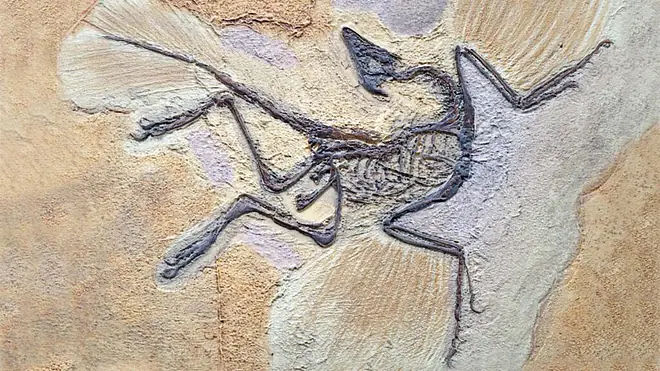 dinosaurier, dino bilder, archaeopterix bilder, archaeopteryx fossil, wie lange gab es dinosaurier, dinosaurier echt, wann haben dinosaurier gelebt, wie sahen dinosaurier aus, zeit der dinosaurier, dinosaurier bilder, gab es dinosaurier wirklich, dinos, saurier